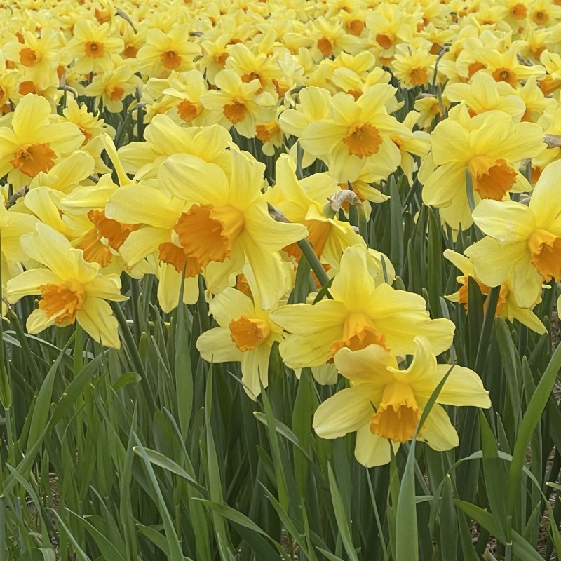 Narcissus 'Fortissimo' Narcissus 'Fortissimo'