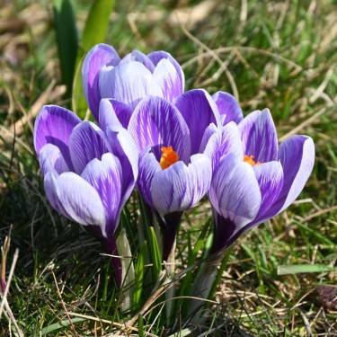Crocus vernus 'Striped Beauty'