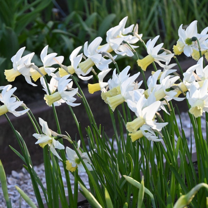Narcissus 'Jenny' Narcissus 'Jenny'