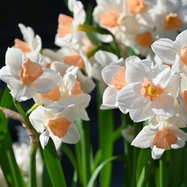 Narcissus 'Kapiti Peach' Narcissus 'Kapiti Peach'