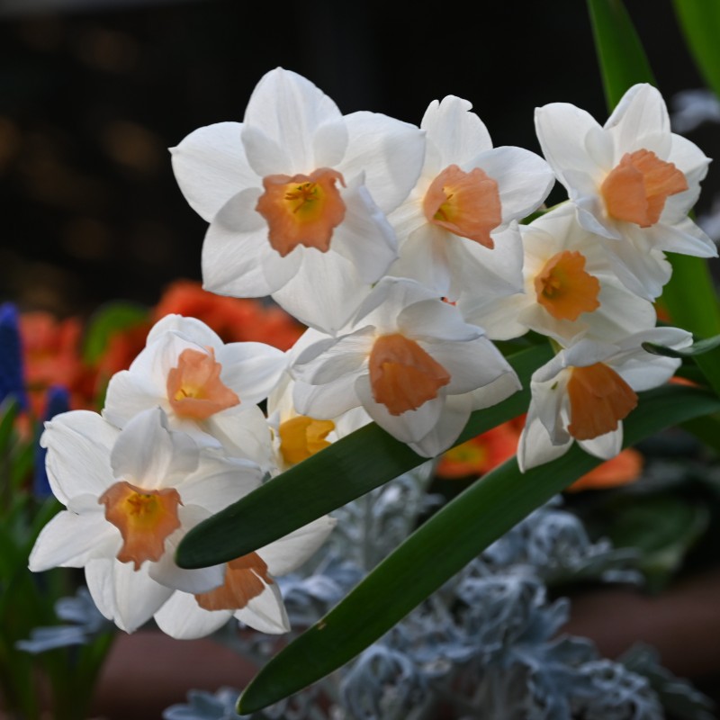Narcissus 'Kapiti Peach' Narcissus 'Kapiti Peach'