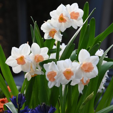 Narcissus 'Kapiti Peach' Narcissus 'Kapiti Peach'