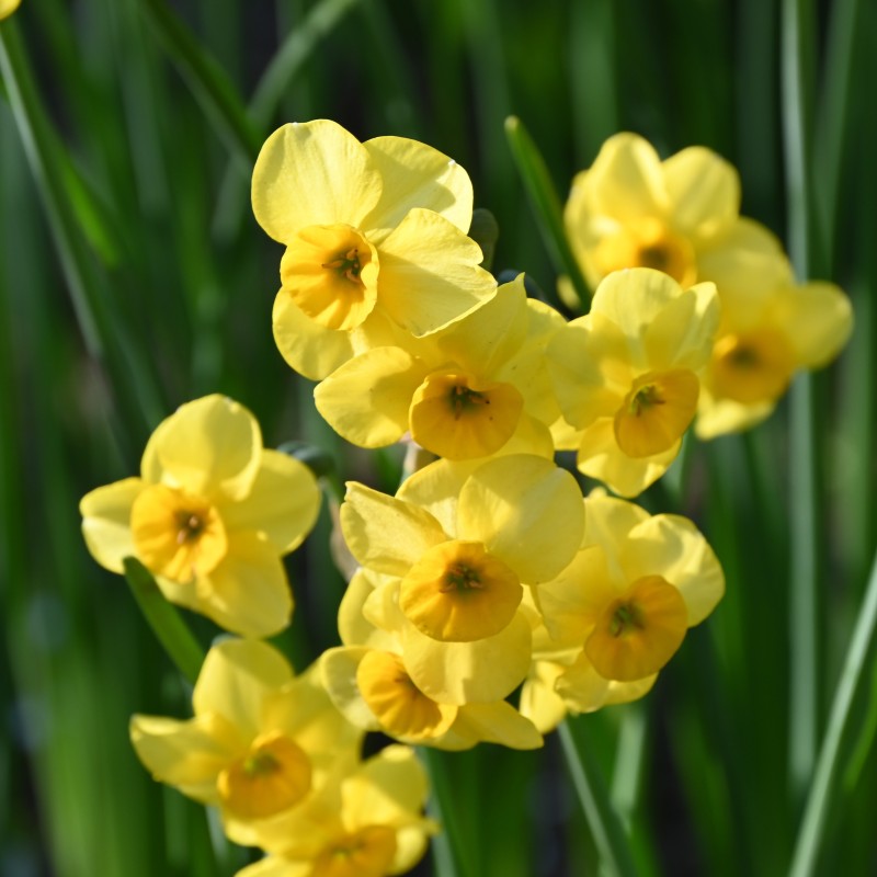 Narcissus 'Kokopellii' Narcissus 'Kokopellii'