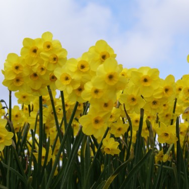 Narcissus 'Kokopellii' Narcissus 'Kokopellii'