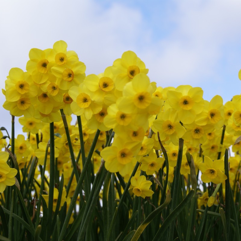 Narcissus 'Kokopellii' Narcissus 'Kokopellii'
