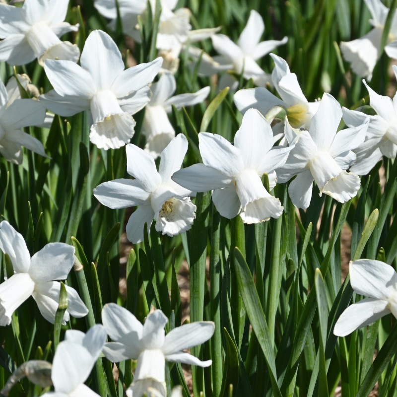 Narcissus 'Lady Madonna' Narcissus 'Lady Madonna'