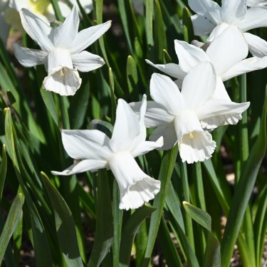 Narcissus 'Lady Madonna' Narcissus 'Lady Madonna'