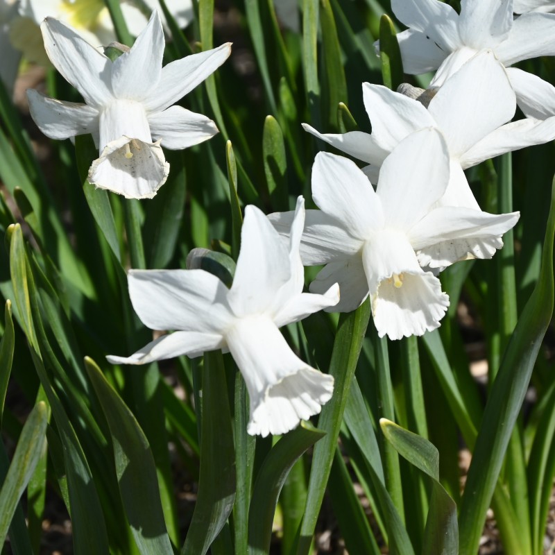 Narcissus 'Lady Madonna' Narcissus 'Lady Madonna'