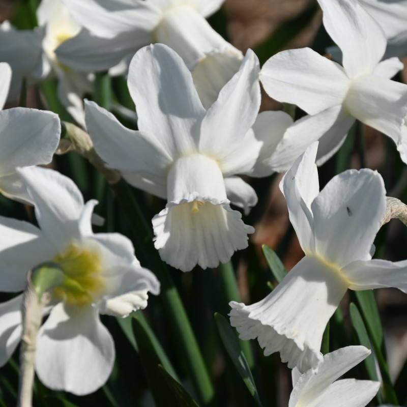 Narcissus 'Lady Madonna' Narcissus 'Lady Madonna'