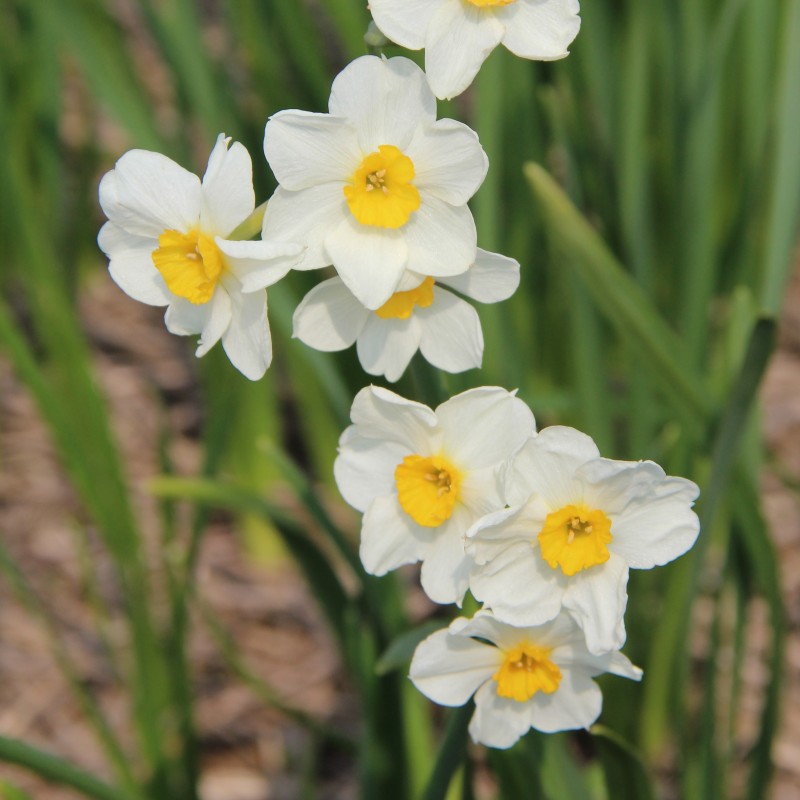 Narcissus 'Laurens Koster' Narcissus 'Laurens Koster'