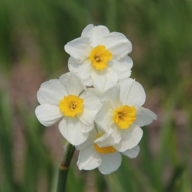 Narcissus 'Laurens Koster' Narcissus 'Laurens Koster'