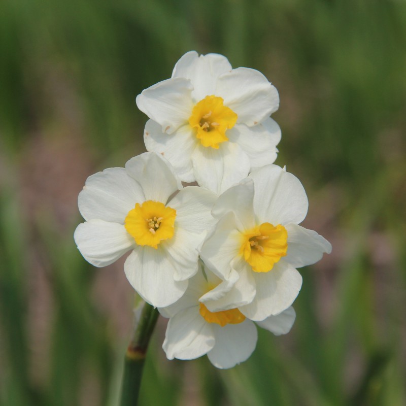 Narcissus 'Laurens Koster' Narcissus 'Laurens Koster'