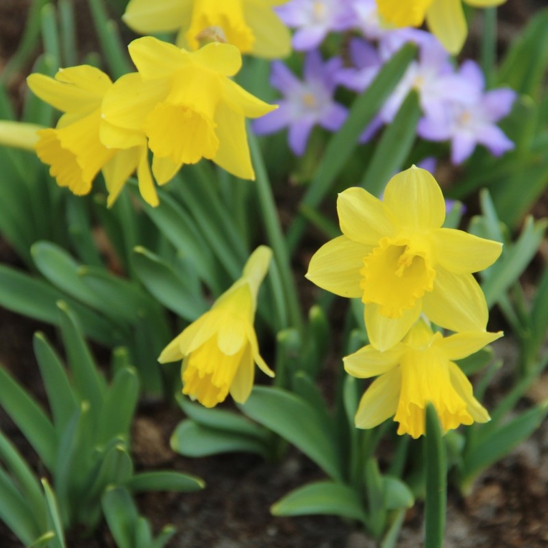 Narcissus 'Little Gem' Narcissus 'Little Gem'