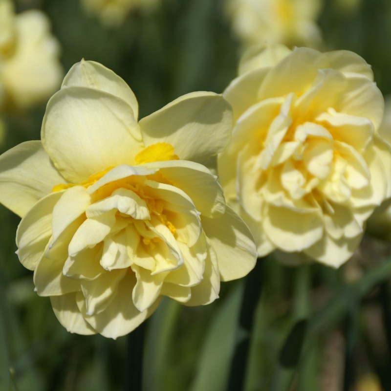 Narcissus 'Manly' Narcissus 'Manly'