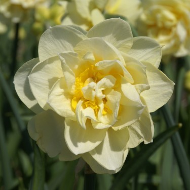 Narcissus 'Manly' Narcissus 'Manly'