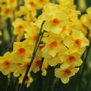 Narcissus 'Martinette' Narcissus 'Martinette'