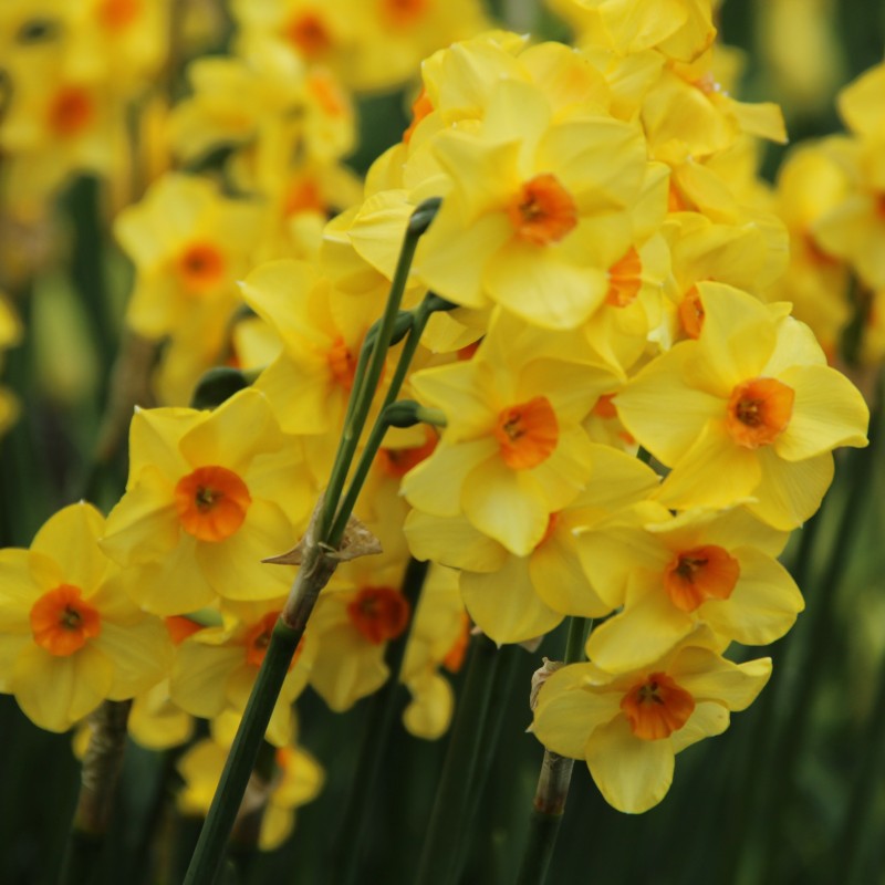 Narcissus 'Martinette' Narcissus 'Martinette'
