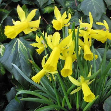 Narcissus 'Mite'