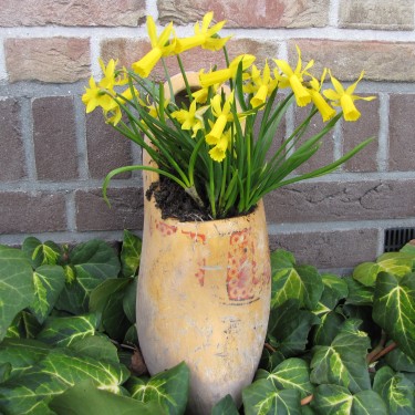 Narcissus 'Mite' Narcissus 'Mite'