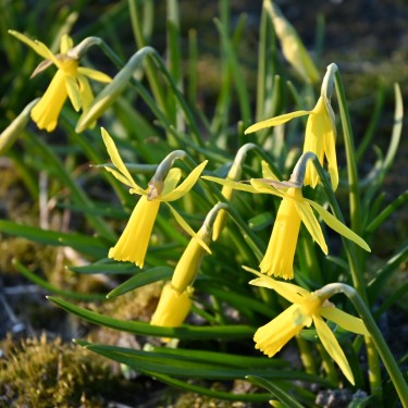 Narcissus 'Mite' Narcissus 'Mite'