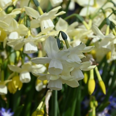 Narcissus 'Moonlight Sensation' Narcissus 'Moonlight Sensation'
