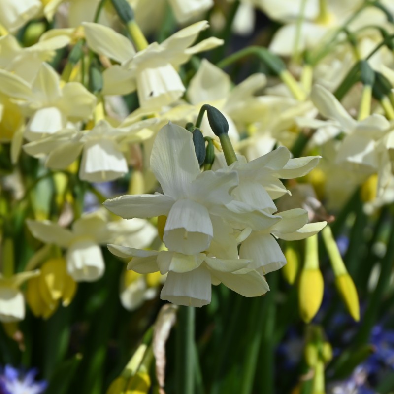 Narcissus 'Moonlight Sensation' Narcissus 'Moonlight Sensation'