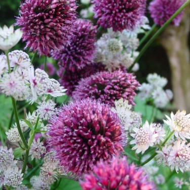 Allium sphaerocephalon subsp.sphaerocephalon 