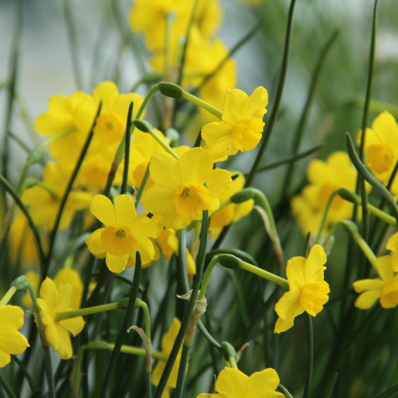 Narcissus 'More and More' Narcissus 'More and More'