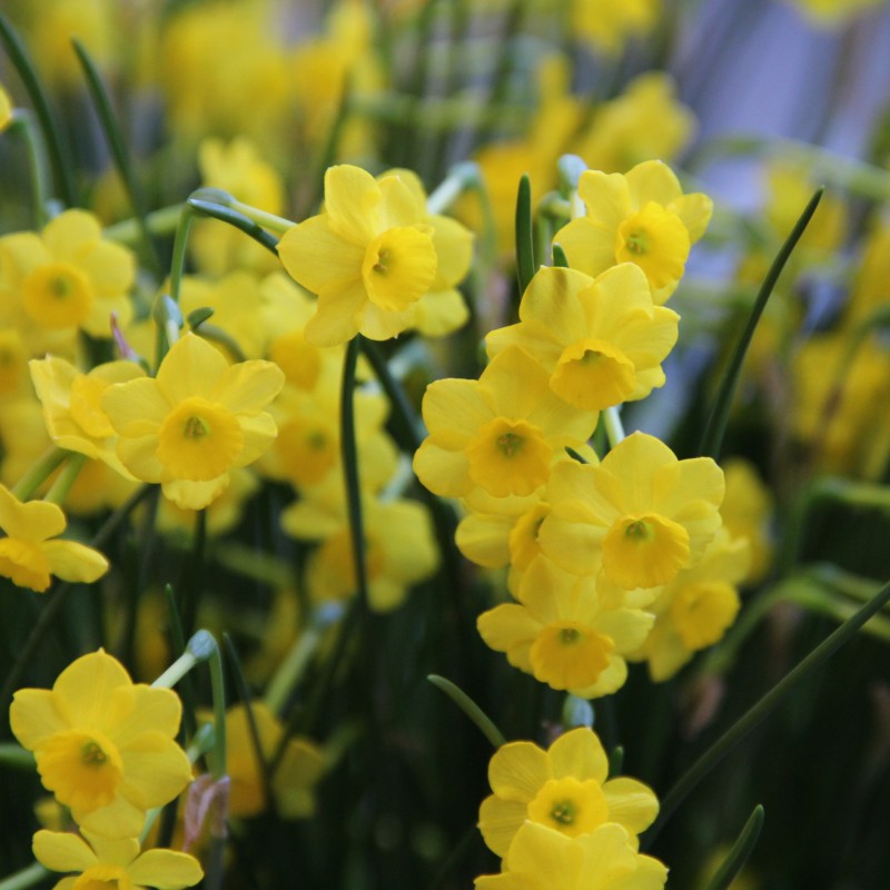 Narcissus 'More and More' Narcissus 'More and More'