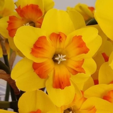 Narcissus 'Marion Pearce'