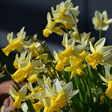 Narcissus 'Mother Duck' Narcissus 'Mother Duck'