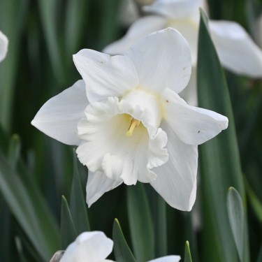 Narcissus 'Mount Hood'