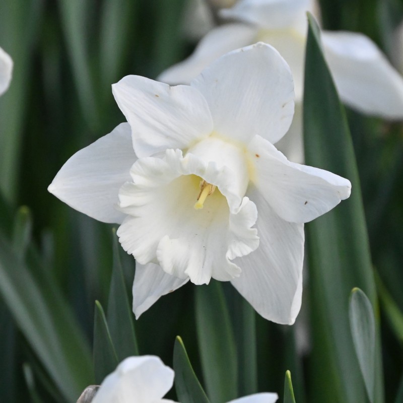Narcissus 'Mount Hood'