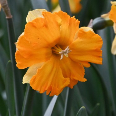Narcissus 'Outright Orange' Narcissus 'Outright Orange'