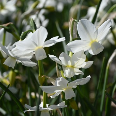 Narcissus 'Petrel' Narcissus 'Petrel'