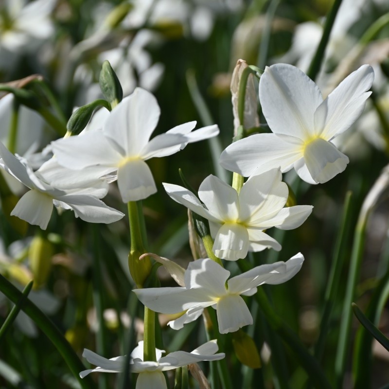 Narcissus 'Petrel' Narcissus 'Petrel'