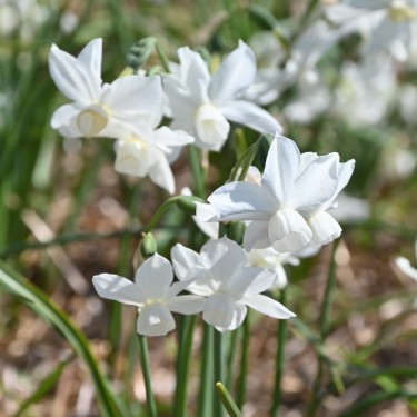 Narcissus 'Petrel' Narcissus 'Petrel'