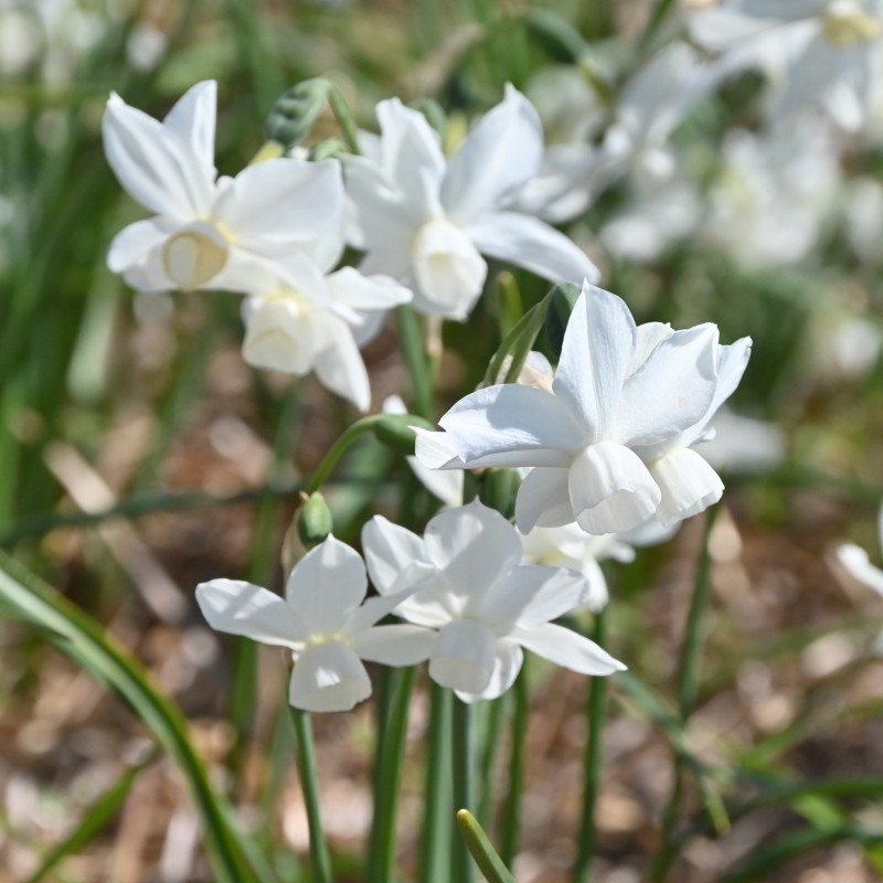 Narcissus 'Petrel' Narcissus 'Petrel'