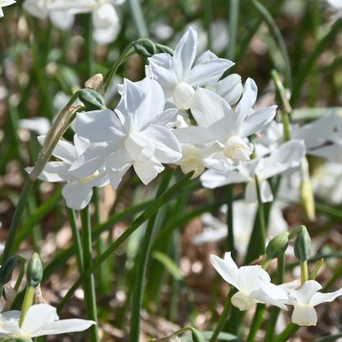 Narcissus 'Petrel' Narcissus 'Petrel'