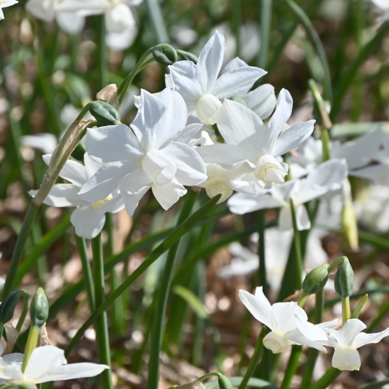 Narcissus 'Petrel' Narcissus 'Petrel'