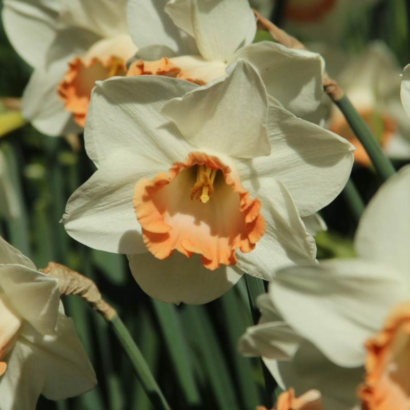 Narcissus 'Pink Charm' Narcissus 'Pink Charm'
