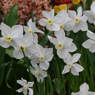 Narcissus 'Polar Ice' Narcissus 'Polar Ice'