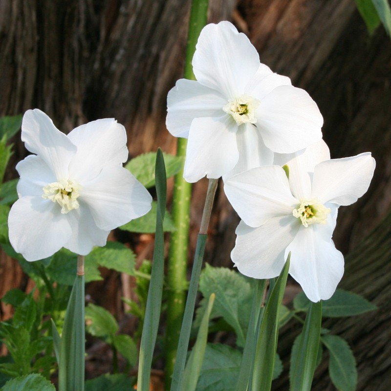 Narcissus 'Polar Ice' Narcissus 'Polar Ice'