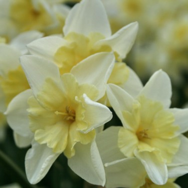 Narcissus 'Prom Dance'