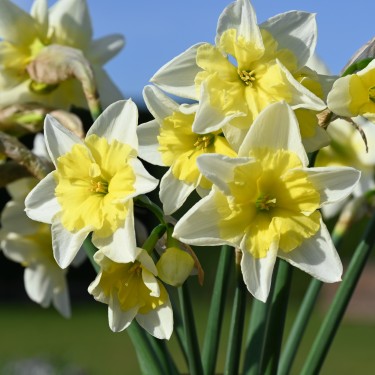 Narcissus 'Prom Dance' Narcissus 'Prom Dance'