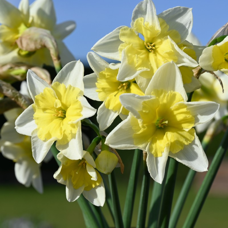 Narcissus 'Prom Dance' Narcissus 'Prom Dance'