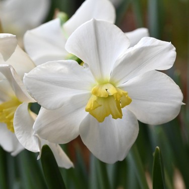 Narcissus 'Queen of the North' Narcissus 'Queen of the North'