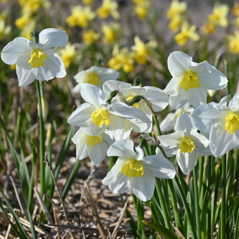 Narcissus 'Queen of the North' Narcissus 'Queen of the North'