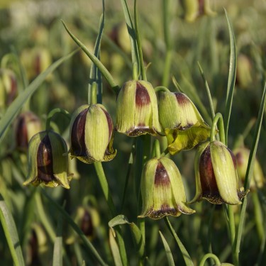 Fritillaria acmopetala