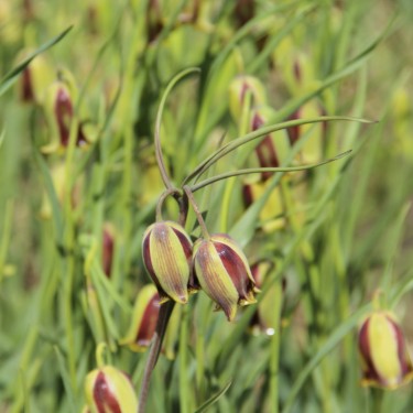 Fritillaria acmopetala Fritillaria acmopetala